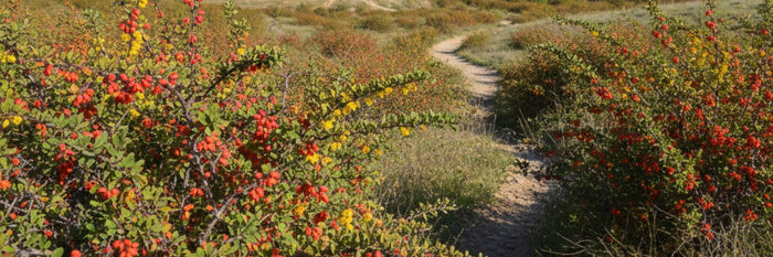 Berberis, ¿para qué sirve?