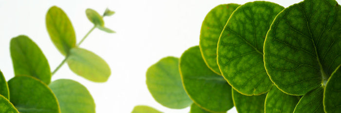 5 Beneficios de la Centella Asiática