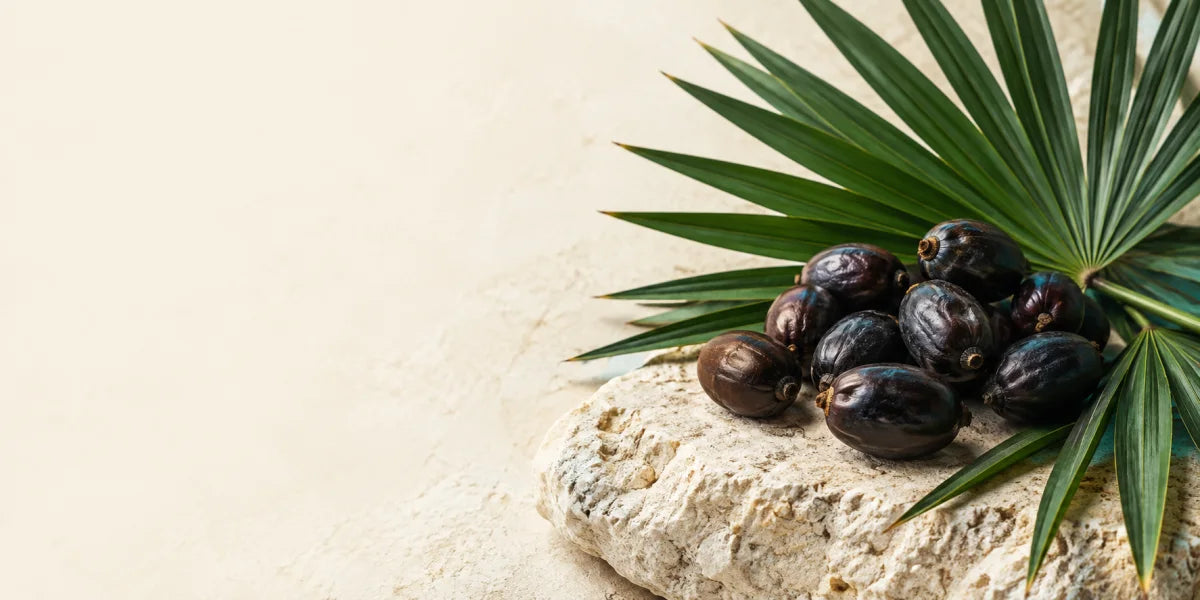 Frutos de saw palmetto junto a una hoja de palmera